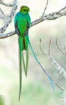 Resplendent Quetzal